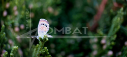 Fairy Repose