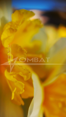 Yellow Satin