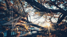 Splinters