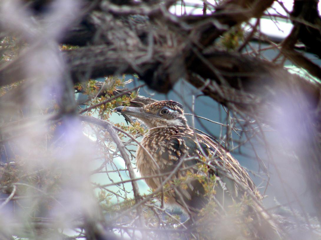 Branching Gaze