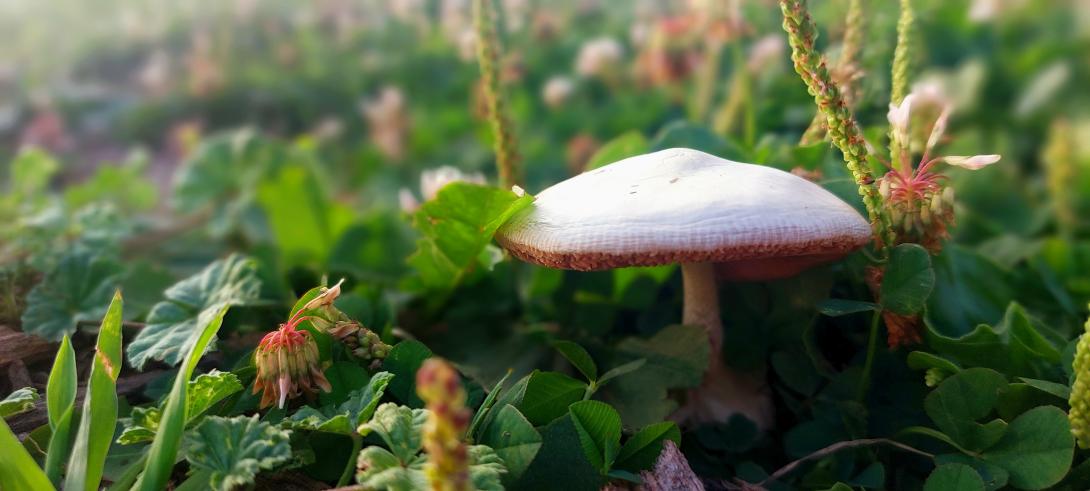 Cloaked in Clover